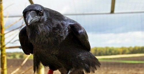Comme les humains, les corbeaux peuvent être prévoyants