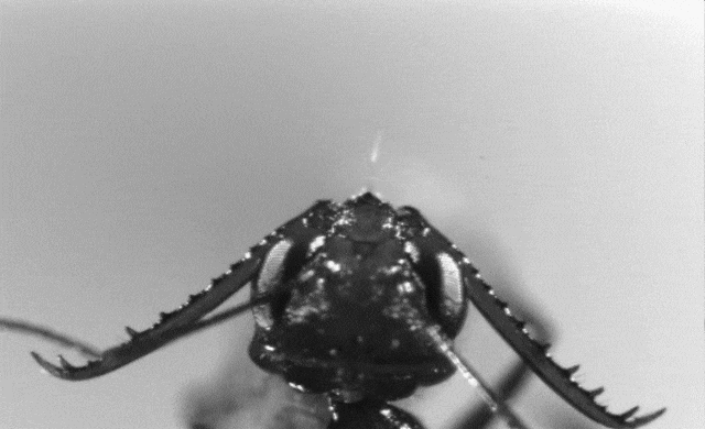 Cette fourmi referme ses mâchoires 700 fois plus vite qu’il vous en faut pour cligner de l’œil