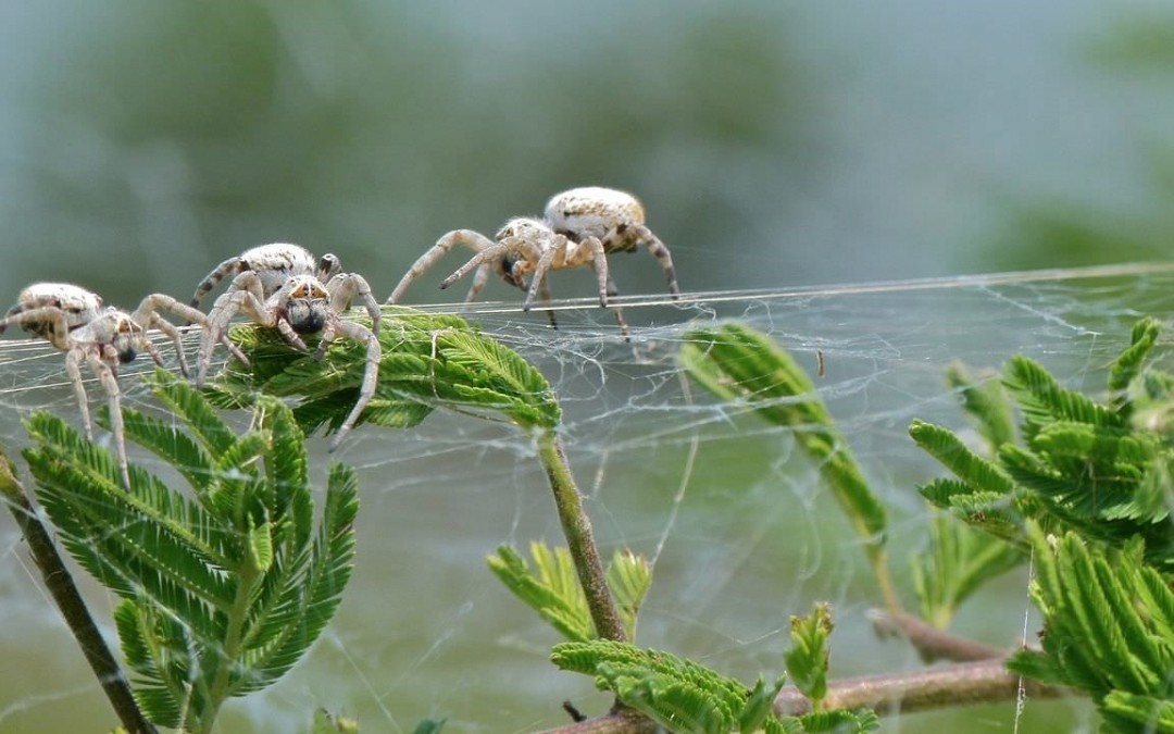 Des araignées femelles encore vierges se sacrifient en se laissant manger par les petits d’autres femelles