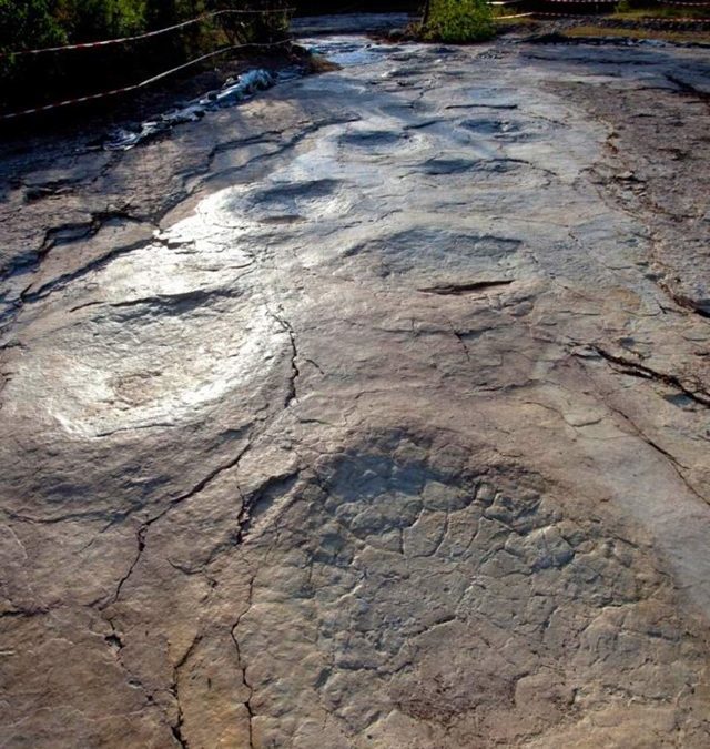 La plus longue piste d’empreintes laissée par un sauropode découverte dans l’Ain