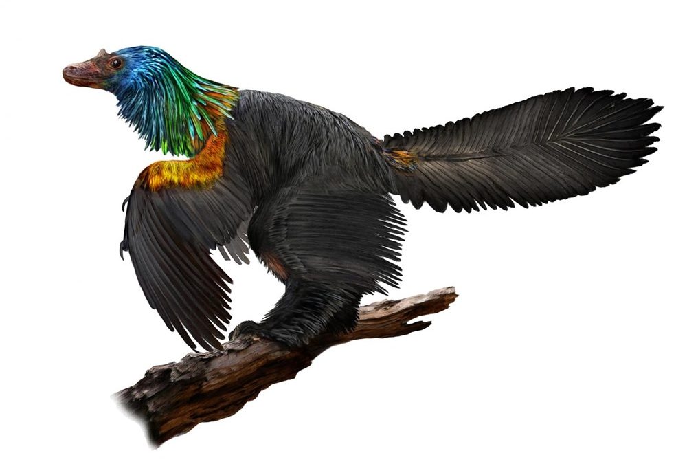 Le premier dinosaure à attirer l’œil de ses prétendantes avec un plumage arc-en-ciel