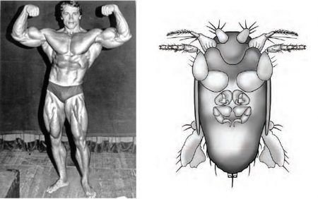 La plus petite mouche connue a pour homonyme Arnold Schwarzenegger