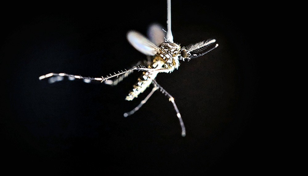 Bonne nouvelle ! les moustiques peuvent apprendre à associer une douleur avec la présence probable d’une baffe…