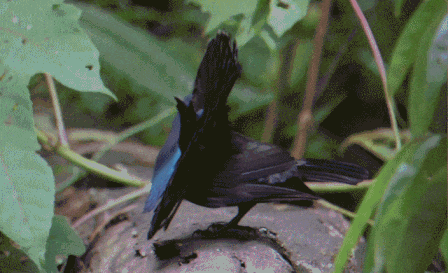 L’évolution par le biais de la sélection sexuelle a rendu les plumes des oiseaux de paradis si noires qu’elles forment un véritable trou