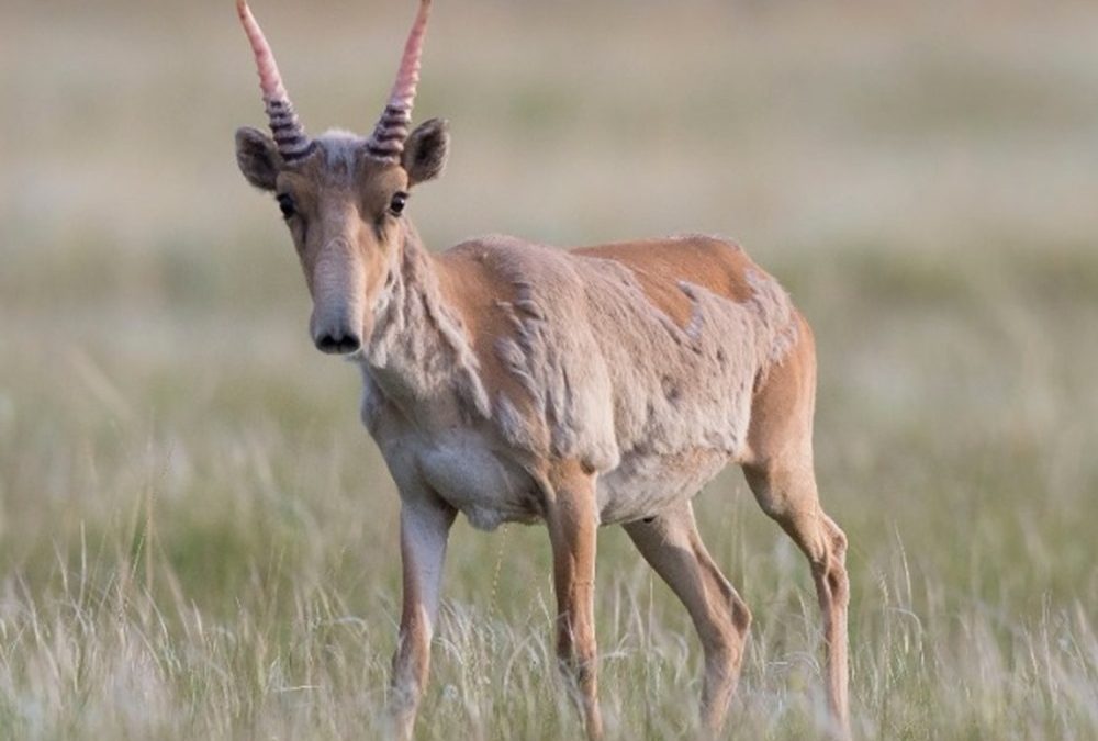 Le changement climatique a indirectement entrainé la mort de 200 000 antilopes Saïga au Kazakhstan en 2015