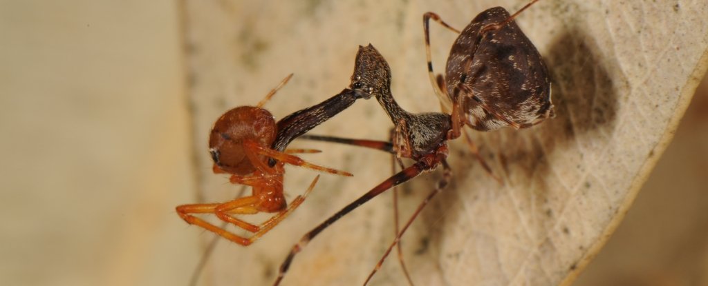 Les anciennes araignées pélican sont encore bien vivantes et aussi diversifiées qu’elles sont étranges