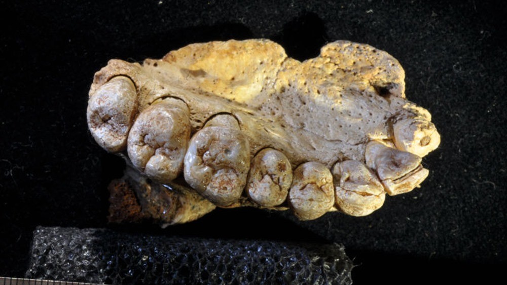 Ce morceau de mâchoire est sans aucun doute le plus vieux fossile d’humain moderne réécrivant l’histoire des migrations humaines