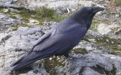 Darwin à l’envers : comme pour l’humain, deux lignées de corbeaux se sont réunies pour former un nouvel hybride