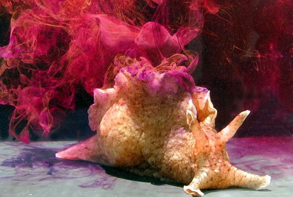 Des scientifiques ont transféré les souvenirs d’un mollusque vers un autre