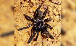La Jeanne Calment des araignées est morte à 43 ans
