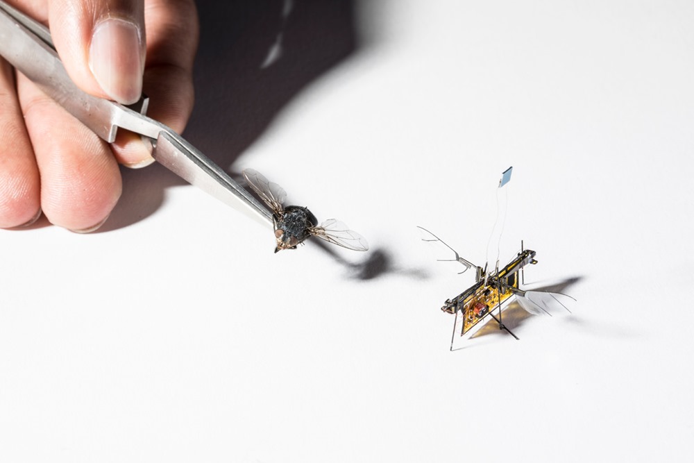 Cette mouche robotique est bien plus libre depuis qu’elle est alimentée par laser