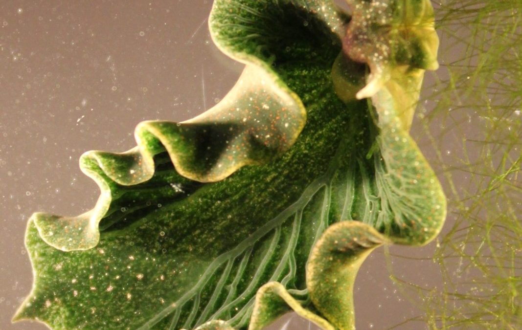 Cette limace de mer vole la chlorophylle des algues pour vivre à l’énergie solaire