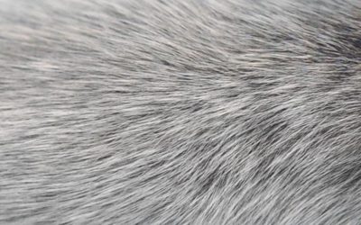 L’apparition de cheveux gris serait liée à l’activation du système immunitaire… au moins chez la souris