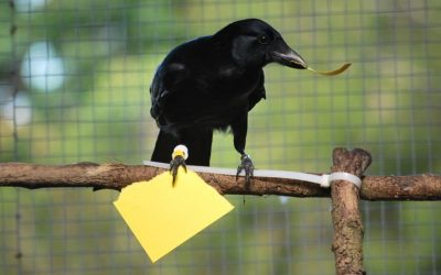 Les corbeaux semblent comprendre le concept de récursivité que l’on croyait autrefois propre aux humains