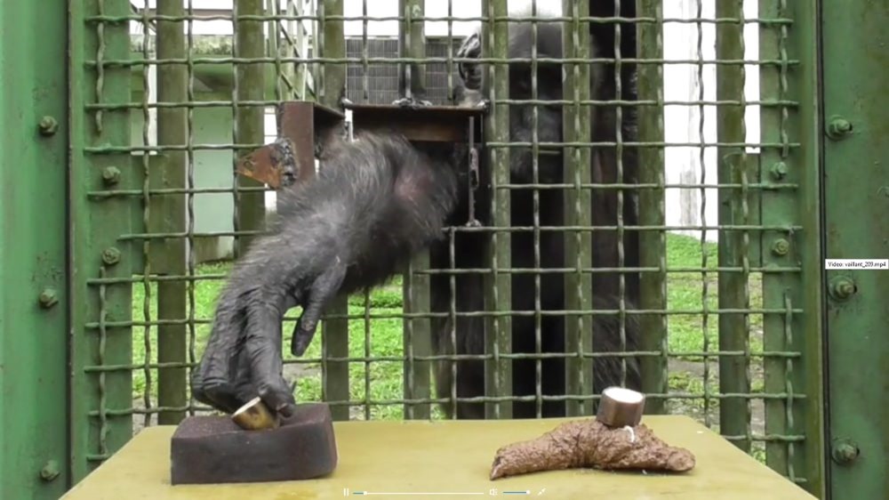 Comme les humains, les bonobos aussi ressentent du dégout… surtout si l’on met des excréments près de leur repas