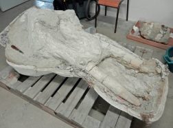 Mon précieux ! : un agriculteur français a découvert un fossile très rare qu’il a gardé pour lui pendant des années