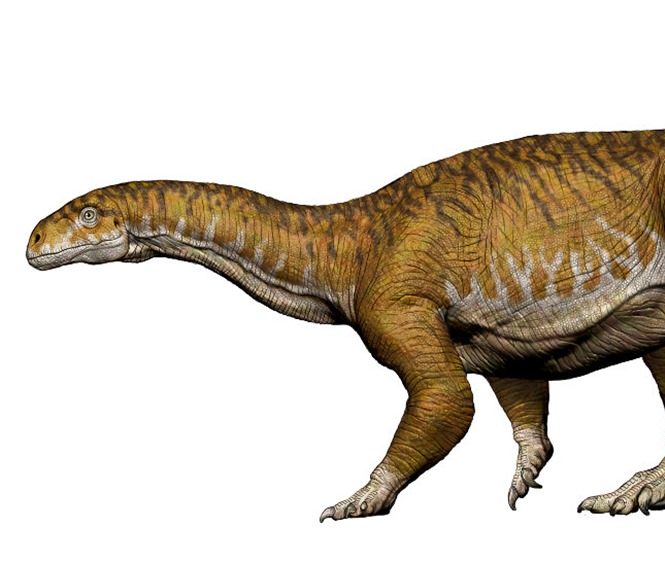 La découverte de ce grand dinosaure fait reculer l’apparition du gigantisme chez ces derniers