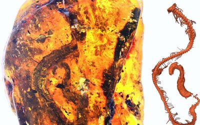 Un jeune serpent, qui vivait à l’époque des dinosaures, trouvé piégé pendant une centaine de millions dans de l’ambre