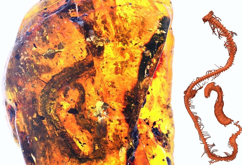Un jeune serpent, qui vivait à l’époque des dinosaures, trouvé piégé pendant une centaine de millions dans de l’ambre
