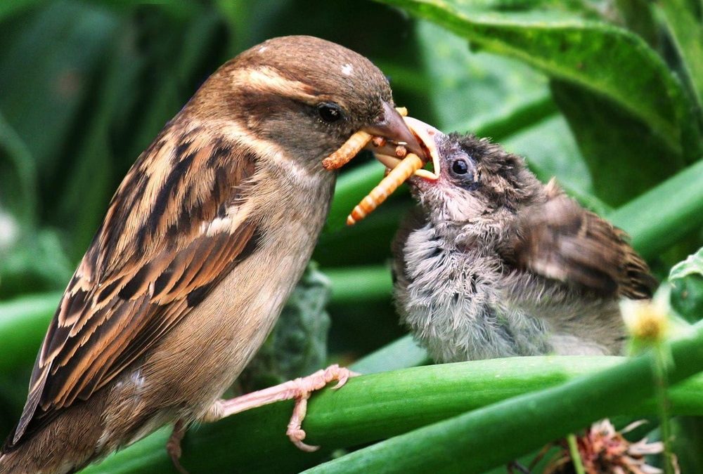 Les oiseaux insectivores consomment de 400 à 500 millions de tonnes de proies par an…