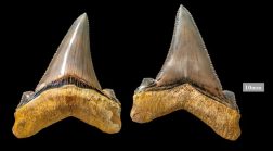 Rare découverte des dents d’un très gros requin d’il y a 25 million d’années