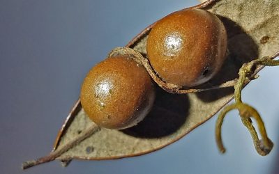 Le parasite parasité : une guêpe parasite des arbres, une vigne parasite la guêpe