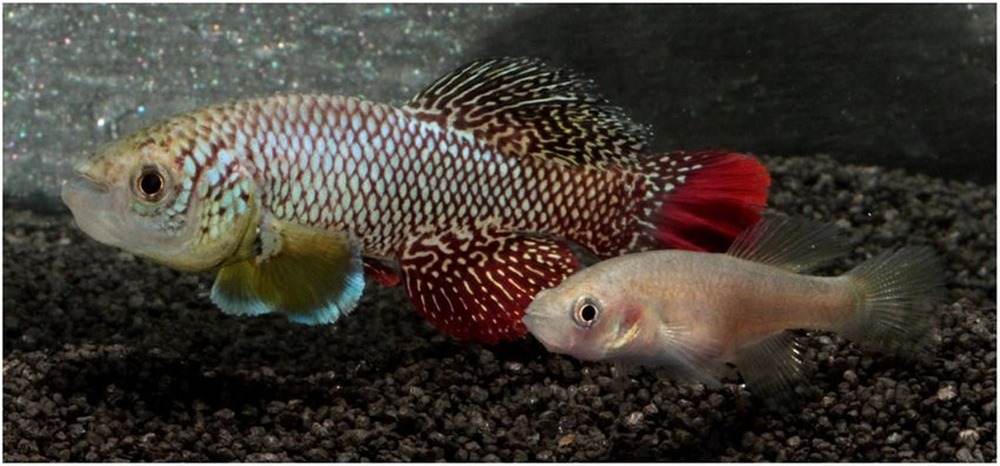 Record de croissance : ce poisson atteint sa maturité sexuelle en moins de 14 jours… parce qu’il n’a pas le choix