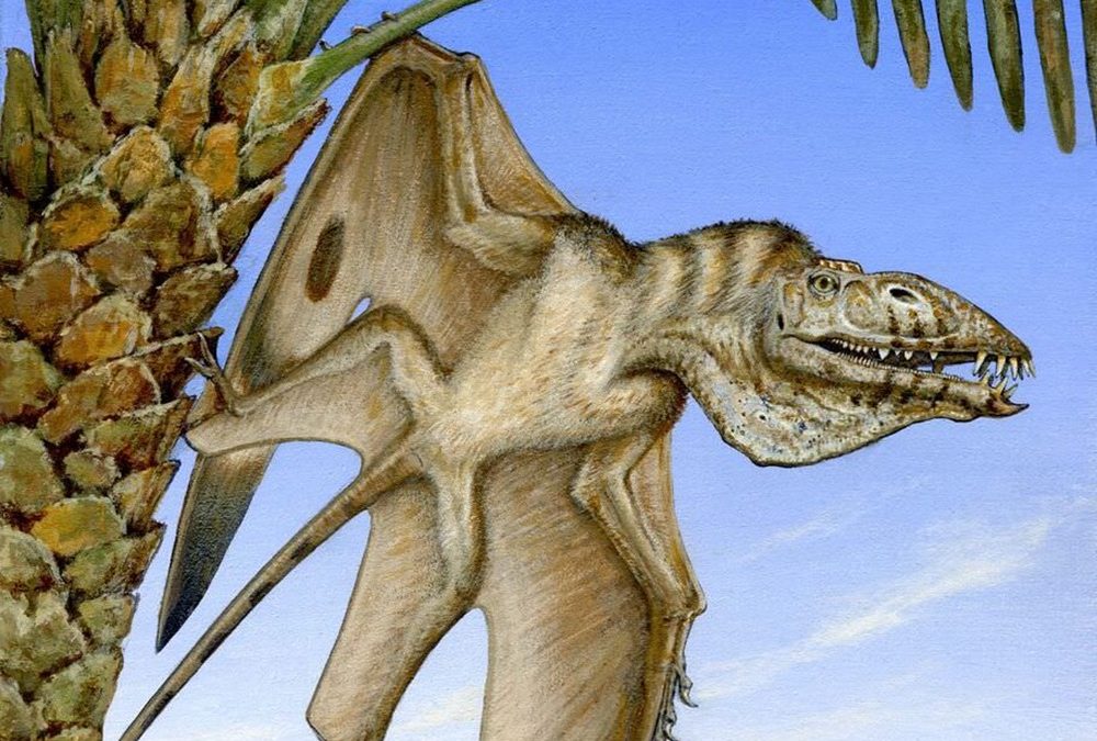 Premier vertébré volant : découverte du plus ancien ptérosaure