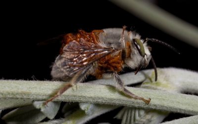 Des coléoptères parasites trompent des abeilles avides de sexe en imitant leurs phéromones