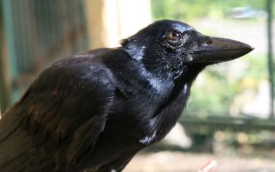 Les corbeaux  sont assez intelligents pour fabriquer des outils composés de plusieurs parties
