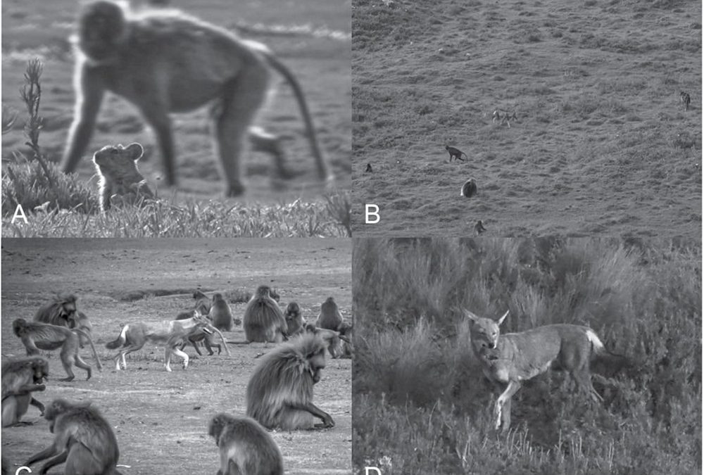 En Éthiopie, les géladas et les loups forment une alliance qui ressemble aux prémices de la domestication faite par les humains