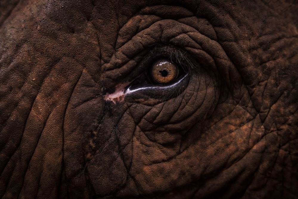 L’avantage pour les éléphants d’avoir la peau craquelée et fissurée