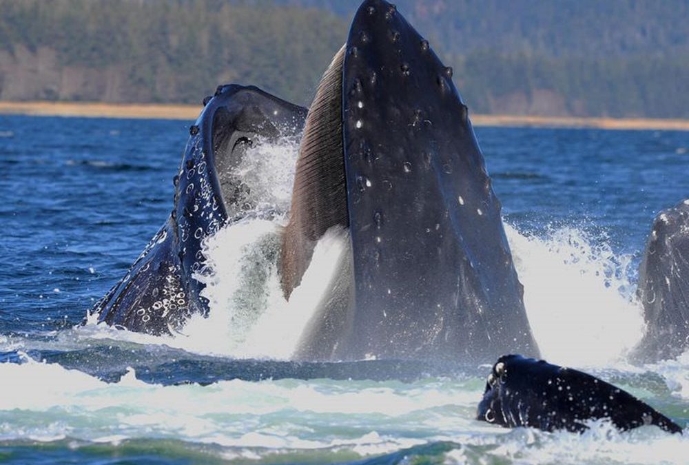 Paradoxe : le gigantisme des baleines les a préservés du cancer