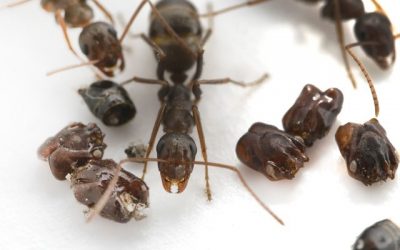 Sur les fourmis qui collectionnent les têtes de leurs victimes