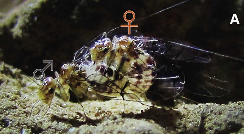 Inversion sexuelle : des insectes cavernicole, dont les femelles ont un pénis, ont évolué indépendamment