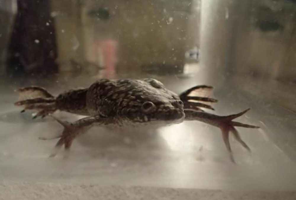 Un bioréacteur expérimental aide à la repousse des membres perdus de cette grenouille