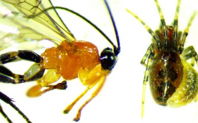 Une guêpe parasite prend le contrôle d’araignées pour les forcer à construire des chambres d’incubation pour leurs larves