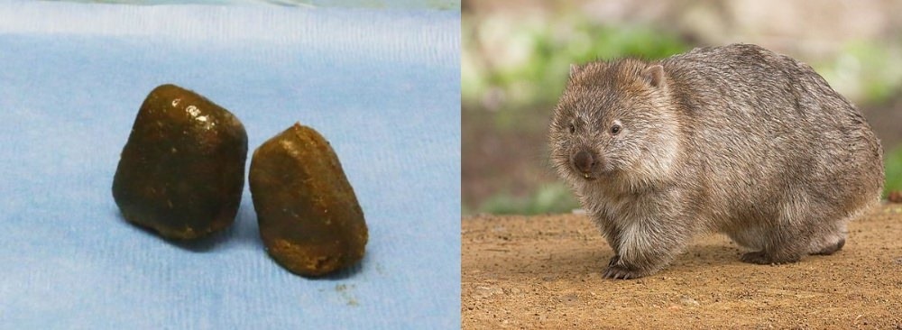 Comment et pourquoi les wombats produisent des crottes cubiques ?
