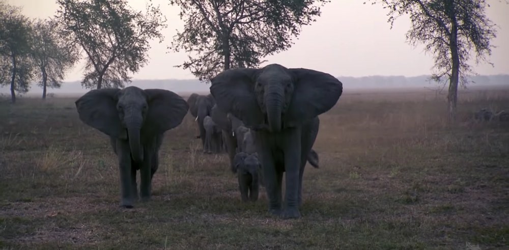 Evolution sans défenses : un moyen infaillible pour les éléphants de survivre aux braconniers d’ivoire