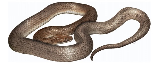 Une nouvelle espèce de serpent trouvée dans le ventre d’un autre serpent