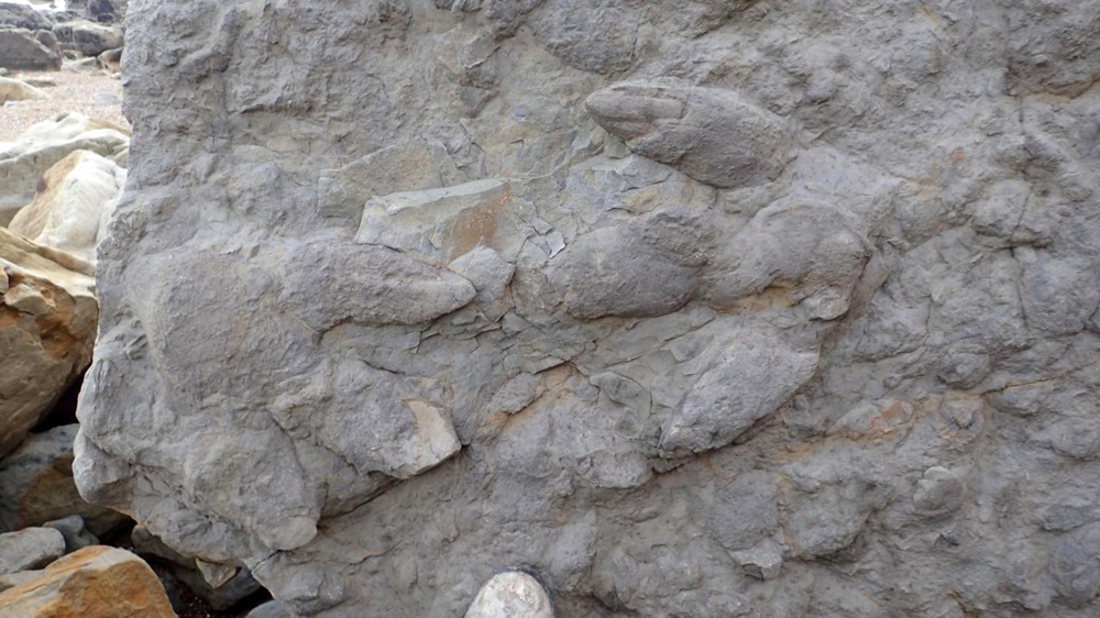 Les plus belles empreintes de dinosaures découvertes en Angleterre