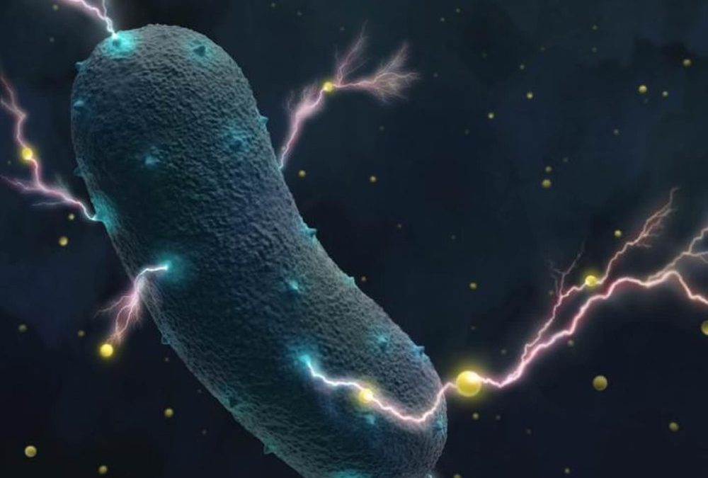 Des chercheurs s’intéressent de près à l’exploitation des bonnes bactéries pour produire de l’électricité
