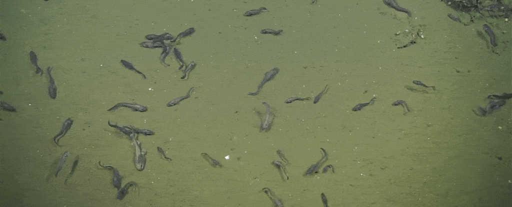 Des poissons trouvés prospérant dans des eaux où il n’y a presque pas d’oxygène