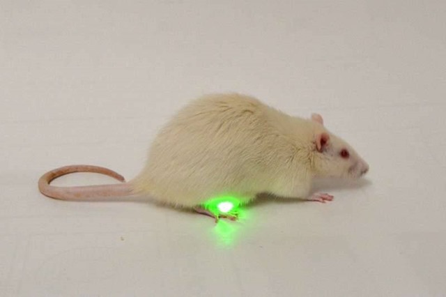 Un rat implanté avec une LED verte pour rétablir le contrôle de sa vessie