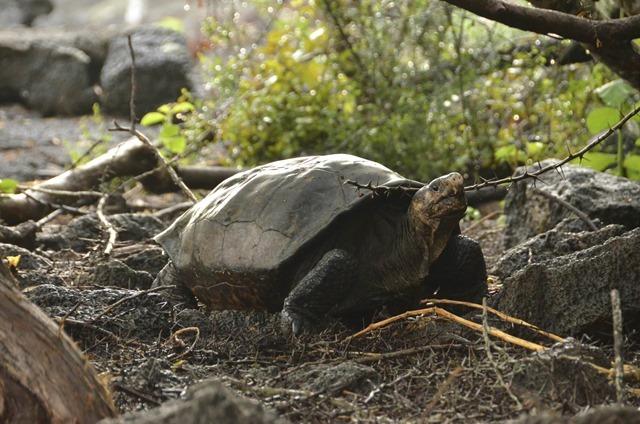 Une tortue qui n’avait pas été vue depuis 113 ans, retrouvée sur une île des Galápagos