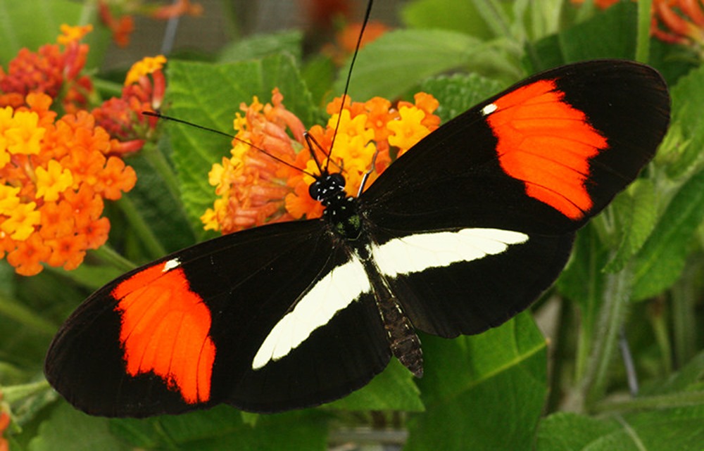 Les papillons sont génétiquement programmés pour s’accoupler avec leurs semblables