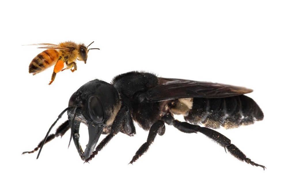 Megachile pluto : la plus grande abeille du monde retrouvée