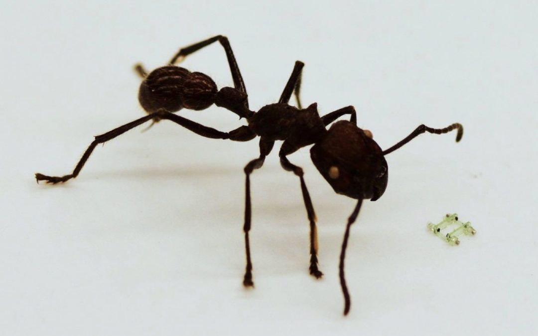 Ce minuscule robot marcheur est plus petit qu’une tête de fourmis