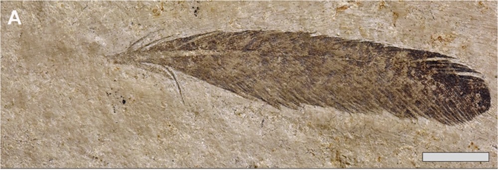 La première plume de dinosaure découverte a perdu son propriétaire