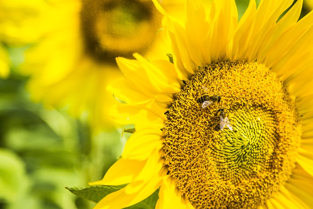 Les abeilles peuvent soustraire et additionner